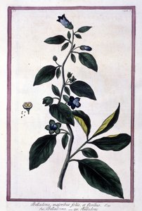 Belladonna, flowers and berries by Unknown artist