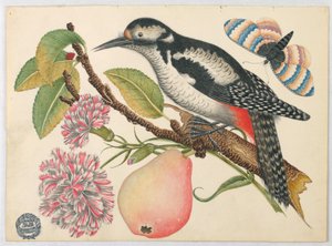 Bird, Butterfly, and Pear
