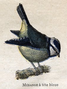 Birds Useful to Agriculture: Blue-headed Meanange