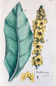 Black Mullein by Unknown artist