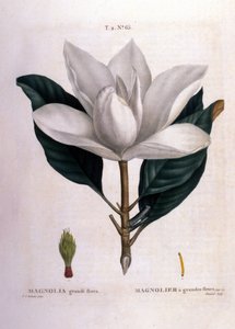 Botanical Board: Magnolia