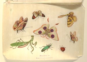 Butterflies and Other Insects by Unknown artist