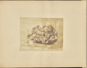 Camels by Unknown artist