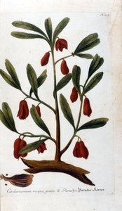Cardamom. 18th century engraving.