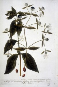 Coffee seed plant in a 19th century herbarium. by Unknown artist