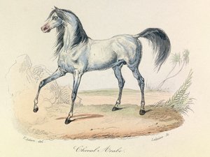 Complete Works of Buffon with Linnean Nomenclature and the Classification of Cuvier: The Animals: Arabian Horse (engraving) by Unknown artist