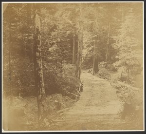 Corduroy Road on way to Harper