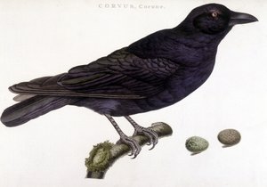 Corone raven - natural history board by Unknown artist
