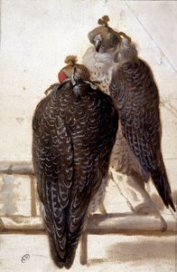 Couple of hawks by Unknown artist