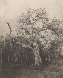 Crooked Tree with Sparse Leaves