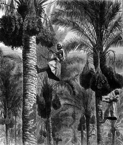Date picking in Ceylon (current Sri Lanka) 19th century engraving
