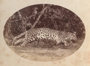 Dead Leopard by Unknown artist