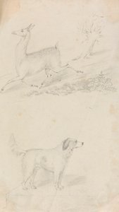 Deer and Dog