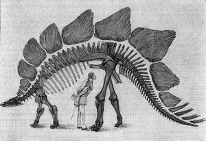 Dinosaur skeleton: Stegosaurus ungulatus, March. Upper Jurassic of the Rocky Mountains. Reproduction of the drawing communicated by Mr. March to Albert Gaudry of the Institute. Engraving in La Nature: revue des sciences et de leurs applications