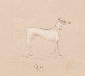 Dog by Unknown artist