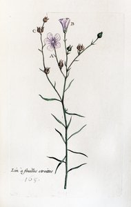Dry-leaved Flax by Unknown artist