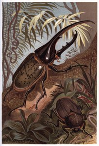 Dynaste Hercules, Scarab Beetle - The Hercules Beetle by Unknown artist