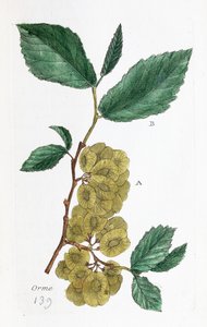 Elm (Abalone, Little Elm) by Unknown artist