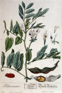 Faba Major (marsh bean) - botanical board by Unknown artist