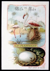 Flamingo - Eggs and Nests