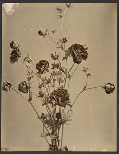Floral Study by Unknown artist