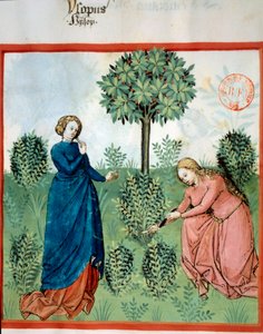 Get Hyssop. Two Women Cut Branches of Hyssop