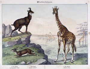 Giraffe, Chamois and Gazelle - in 