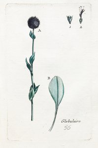 Globular by Unknown artist