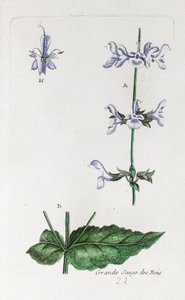 Great Woodland Sage by Unknown artist