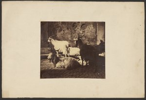 Group of Goats by Unknown artist