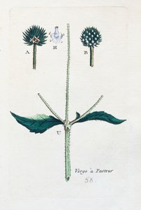 Hairy teasel by Unknown artist