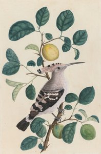 Hoopoe on a Citrus Tree Branch by Unknown artist