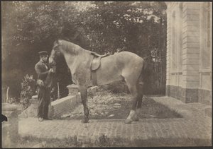 Horse and Man