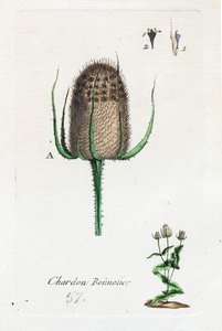 Hosier thistle by Unknown artist
