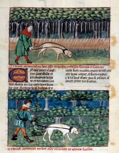 How to Conduct Dogs