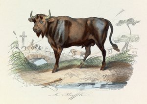 Illustration from the book 