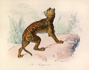 Illustration from the Book 