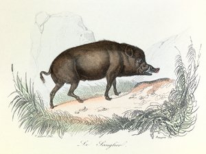 Illustration from the Book Complete Works of Buffon: The Animals: The Boar (engraving) by Unknown artist