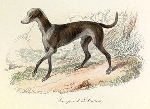 Illustration from the Book 