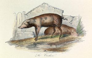 Illustration from the Book 