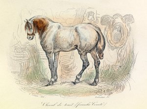 Illustration of Franc Comtois Horse, Classified by Linnean and Cuvier (engraving) by Unknown artist