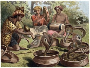 Indian Cobra - The Indian Cobra by Unknown artist