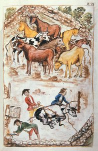 Indian Guardians of Cows, from the book "Trujillo del Peru" or "Códice Martínez Compañón"