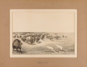 Indians Disguised As Wolves, No. 13