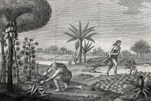 Indigenes Working the Land in the Orenoque Basin of Colombia. Engraving 1780 by Unknown artist