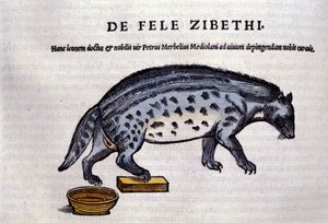 The civet from Historiae Animalium by Conrad Gesner (1516 - 1565), Tiguri
