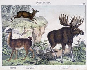 Llama, Elk (Moose) - in 