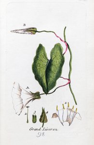 Large Bindweed by Unknown artist