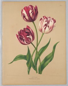 Late Tulips or Violets by Unknown artist