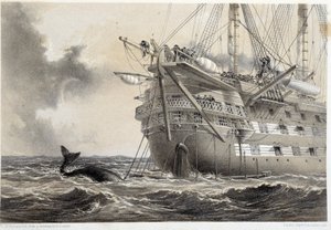 Laying the Atlantic telegraph cable, a whale around the boat